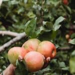 Autocueillette des pommes du Québec saison 2022 - Vergers du Québec