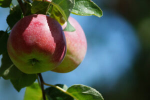 Labonté de la pomme - Verger - Miellerie - Cabane à Pommes
